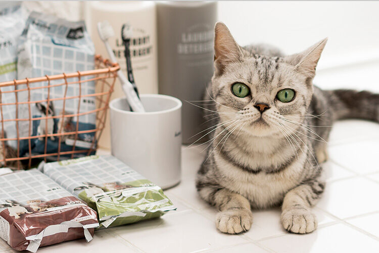 猫と暮らす毎日を、もっと心地よく快適に｜ホームセンター通販【カインズ】