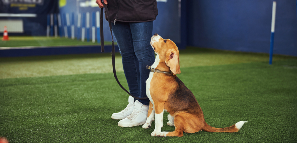 基本的なしつけ方を学びたい方へおすすめ