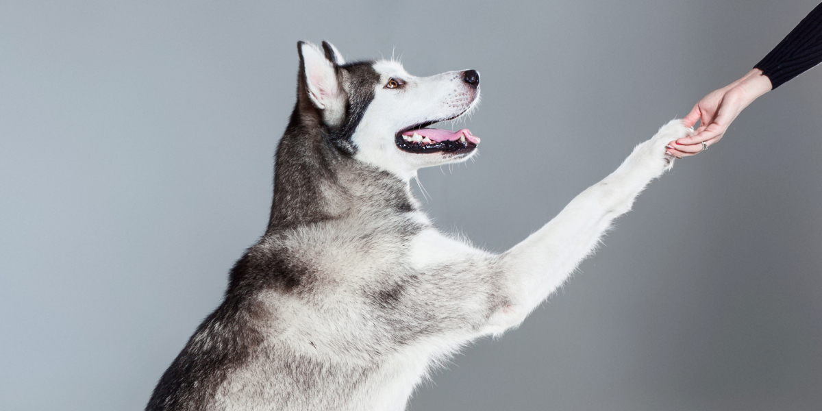 愛犬と楽しく生活するにはマナーも大切