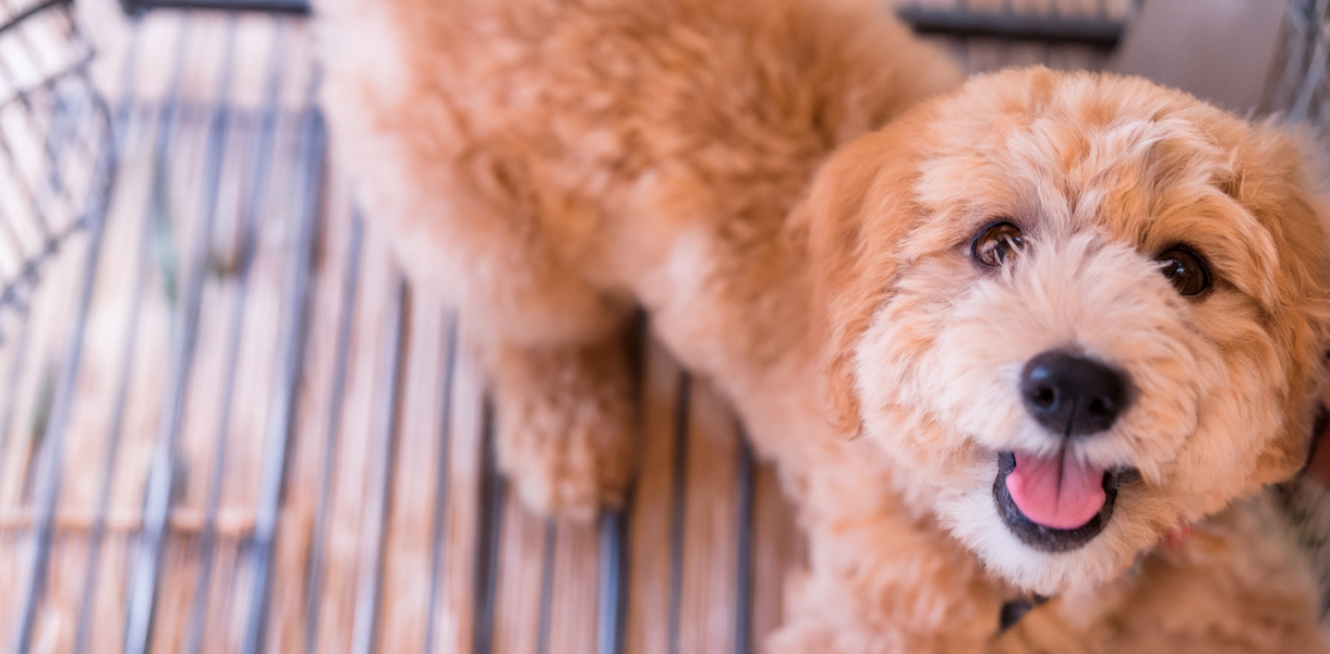 お泊りの他、お買い物中の一時預かりも承ります