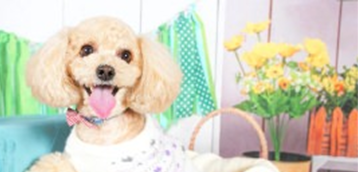 ペットフォトスタジオ撮影会 西友福生店・リヴィンオズ大泉店・西友平塚店限定
