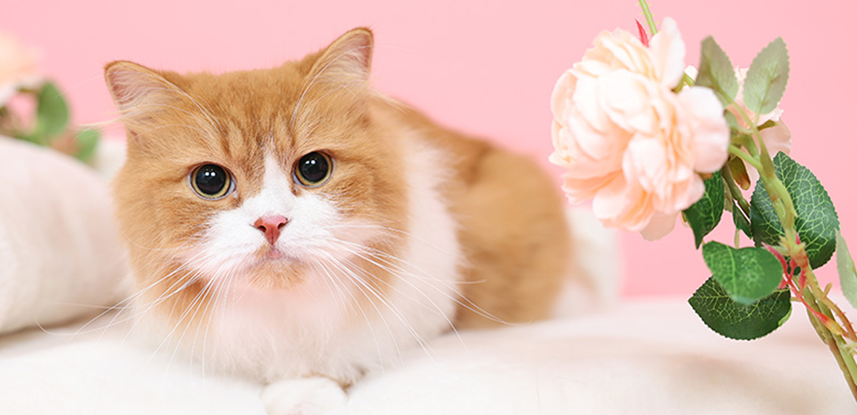 フォトレコ ペット撮影会