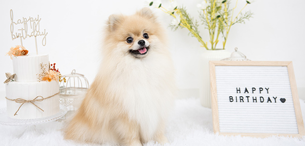 ペットフォトスタジオ撮影会 西友福生店・リヴィンオズ大泉店・西友平塚店限定