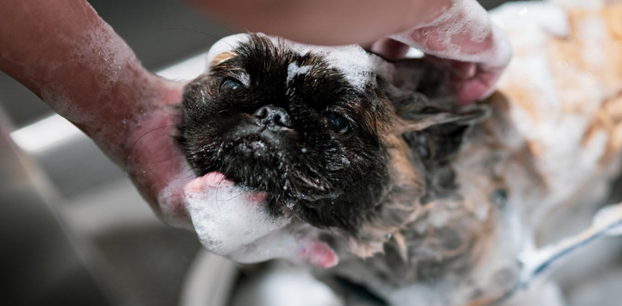 プロ仕様のシンクやドライヤーでワンちゃんをシャンプーしてみませんか？