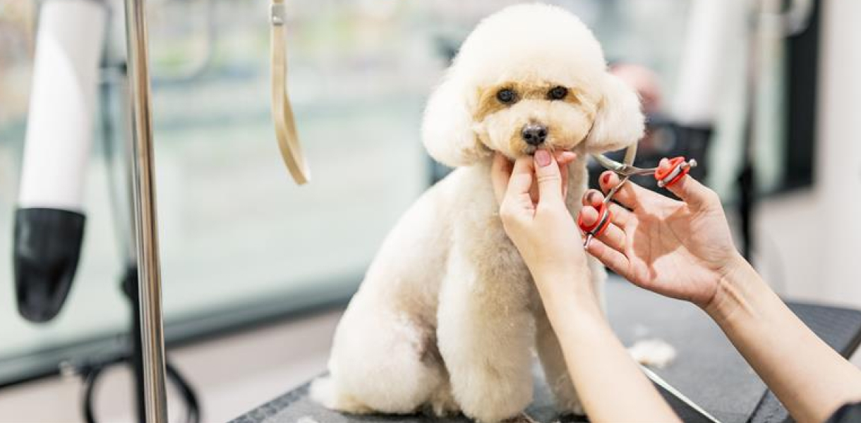 トリミングサロン エステカーサ